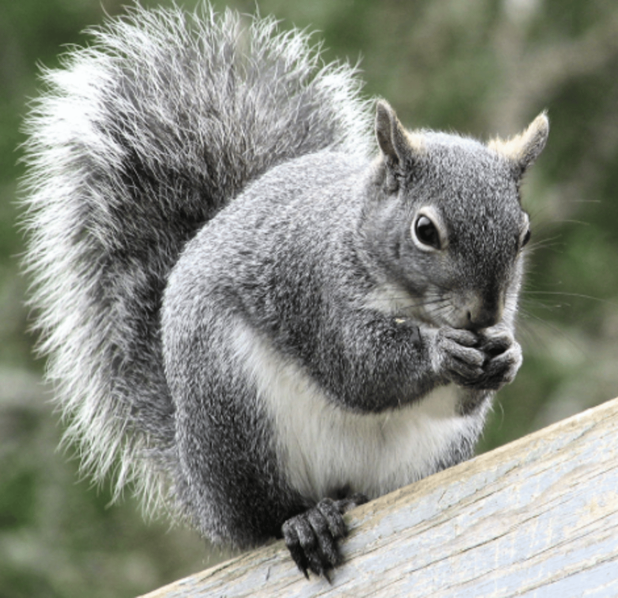 <p>Name, habitat, range</p>