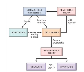 <p>normal cells under stress—→cell injury which try to adjust to new circumstances—→if there is too much stress the cell cannot adapt—→ there is cell injury leading to cell death—→ however the damaged cells can be reversed but if the stress is lethal then the process become irreversible</p>
