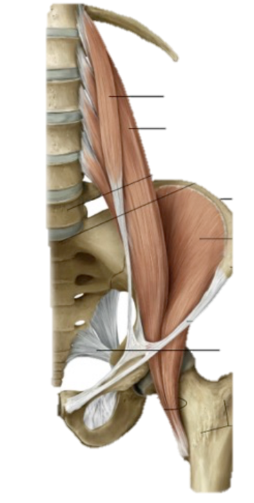 <p>What muscle is this?</p>