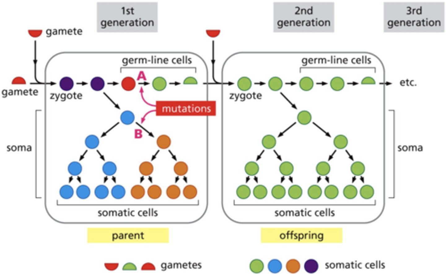 <p>germline mutations are only 5-10% and can be passed down/inherited</p>