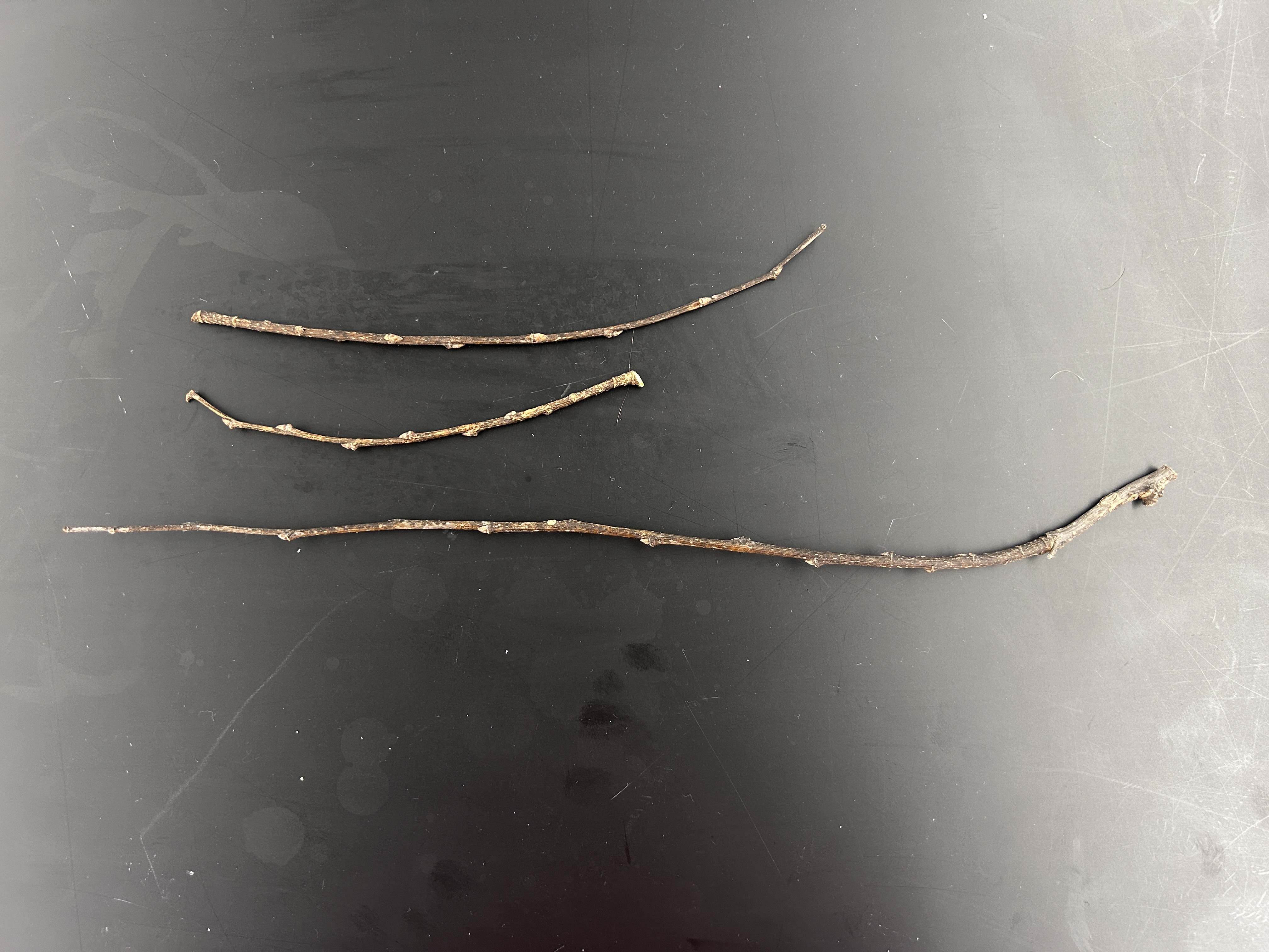 <p>What tree is this </p>