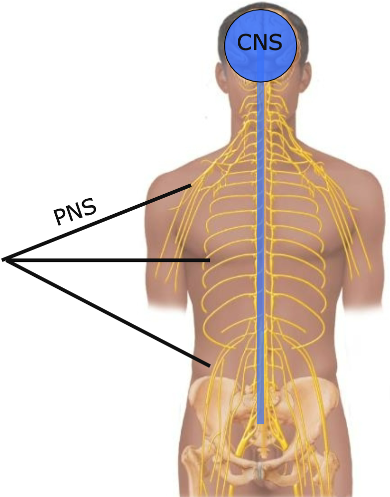 1. AKA PNS
2. Includes 
- Cranial nerves
- Ganglia
- Spinal nerves
- Nerves OUTSIDE spinal cord and brain
3. Link all regions of body to CNS
4. Delivers sensory information to CNS
5. Carries motor commands to peripheral tissues and systems