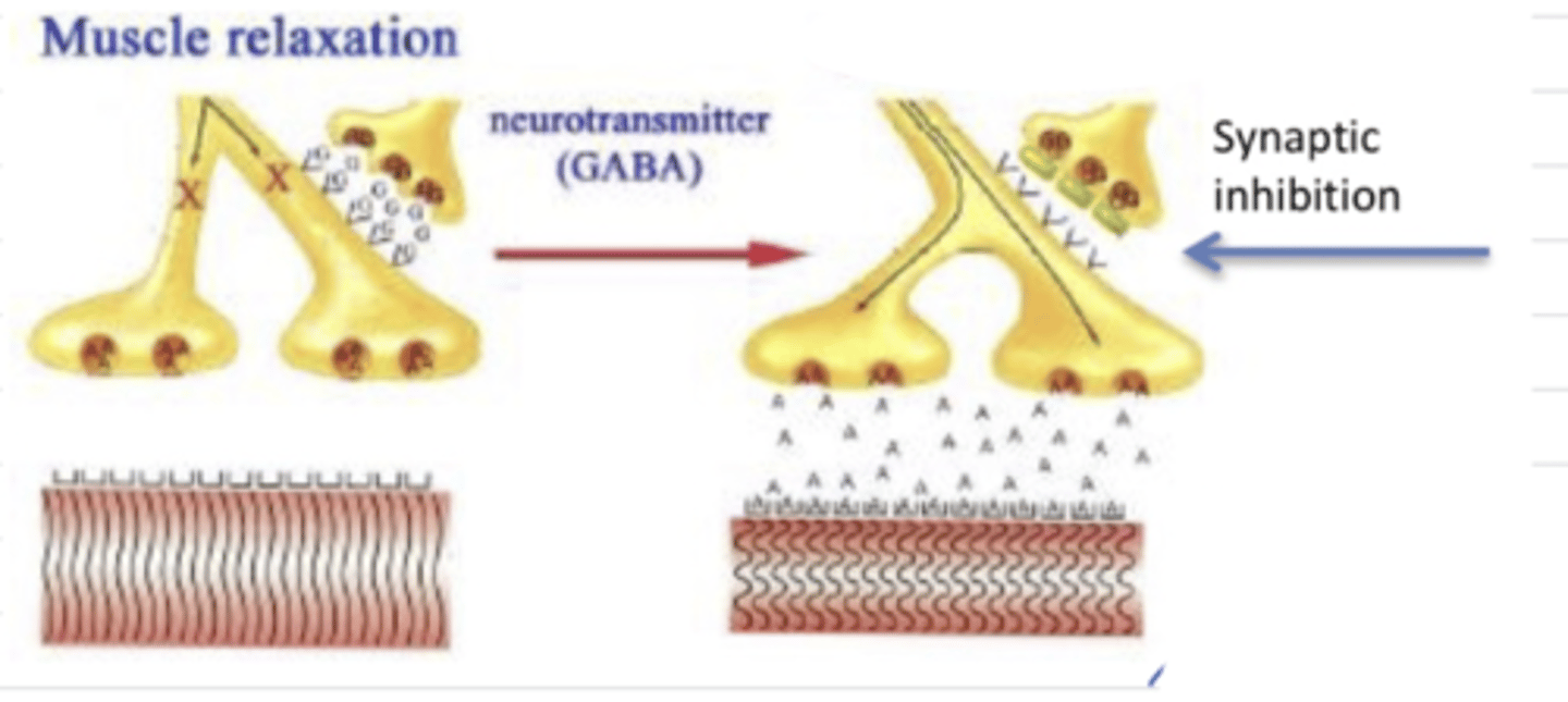 <p>this is the mechanism of what bacteria?</p>