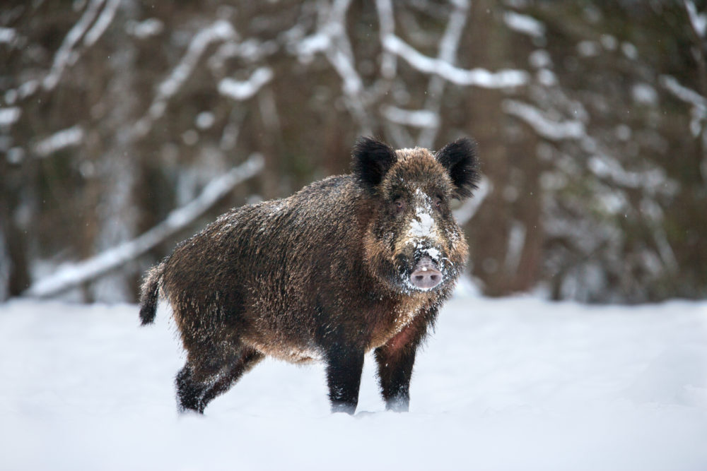 <p><em>Sus scrofa</em></p>