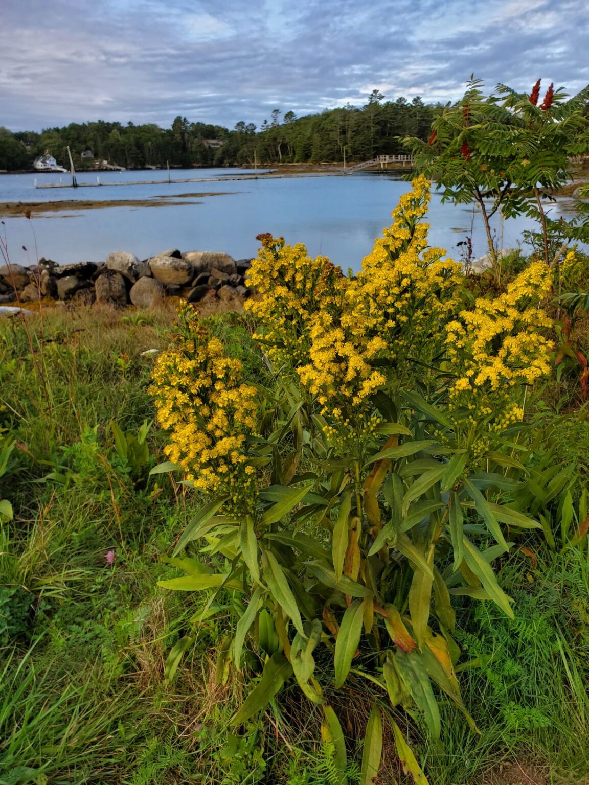 Family: Asteraceae

SN: Solidago sempervirens