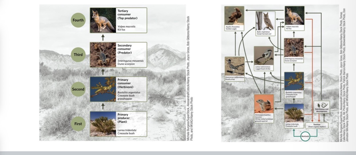 <p><span><span>They do not distinguish between different species at the same trophic level, omit diet variations (e.g., across seasons or ontogeny), omit multiple feeding interactions both within (e.g., diet variation of a carnivore) and across trophic levels (e.g., omnivory), and omit detritivores and decomposers</span></span></p>