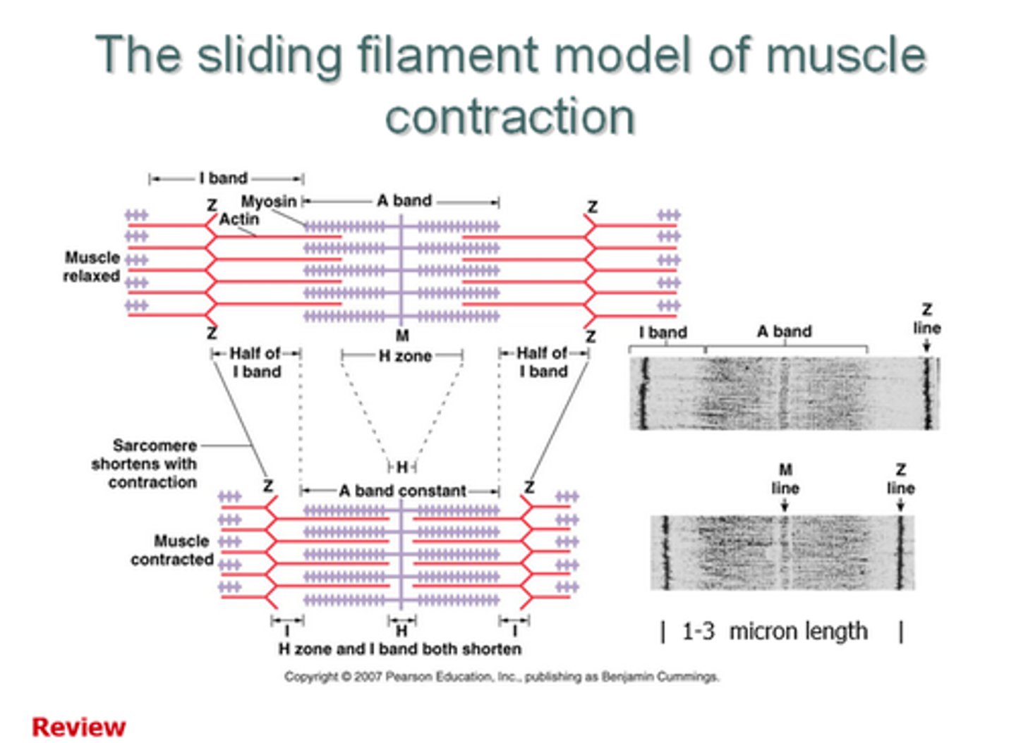 <p>The theory explaining how muscle contracts, based on change within a sarcomere, the basic unit of muscle organization, stating that thin (actin) filaments slide across thick (myosin) filaments, shortening the sarcomere; the shortening of all sarcomeres in a myofibril shortens the entire myofibril</p>