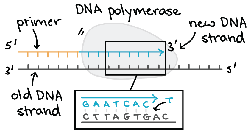 <ul><li><p><strong>unwinding:</strong> enzyme (helicase) breaks down hydrogen bonds between bases, allowing DNA molecule to ‘unwind’</p></li><li><p><strong>splitting:</strong> strand splits apart, two strands separate (exposing nucleotide bases)</p></li><li><p><strong>priming the cell:</strong> RNA primers attach to the exposed DNA strand to signal the starting point for replication</p></li><li><p><strong>matching:</strong> DNA Polymerase bring and binds complementary base to exposed strand</p></li><li><p><strong>joining:</strong> ligase sticks strands together, now there is double-stranded DNA, nucleotides are joined together along the sugar-phosphate backbone</p></li><li><p><strong>two identical strands now exist!!</strong> each DNA molecule contains one strand of existing DNA molecule and new synthesised strand.</p></li></ul>