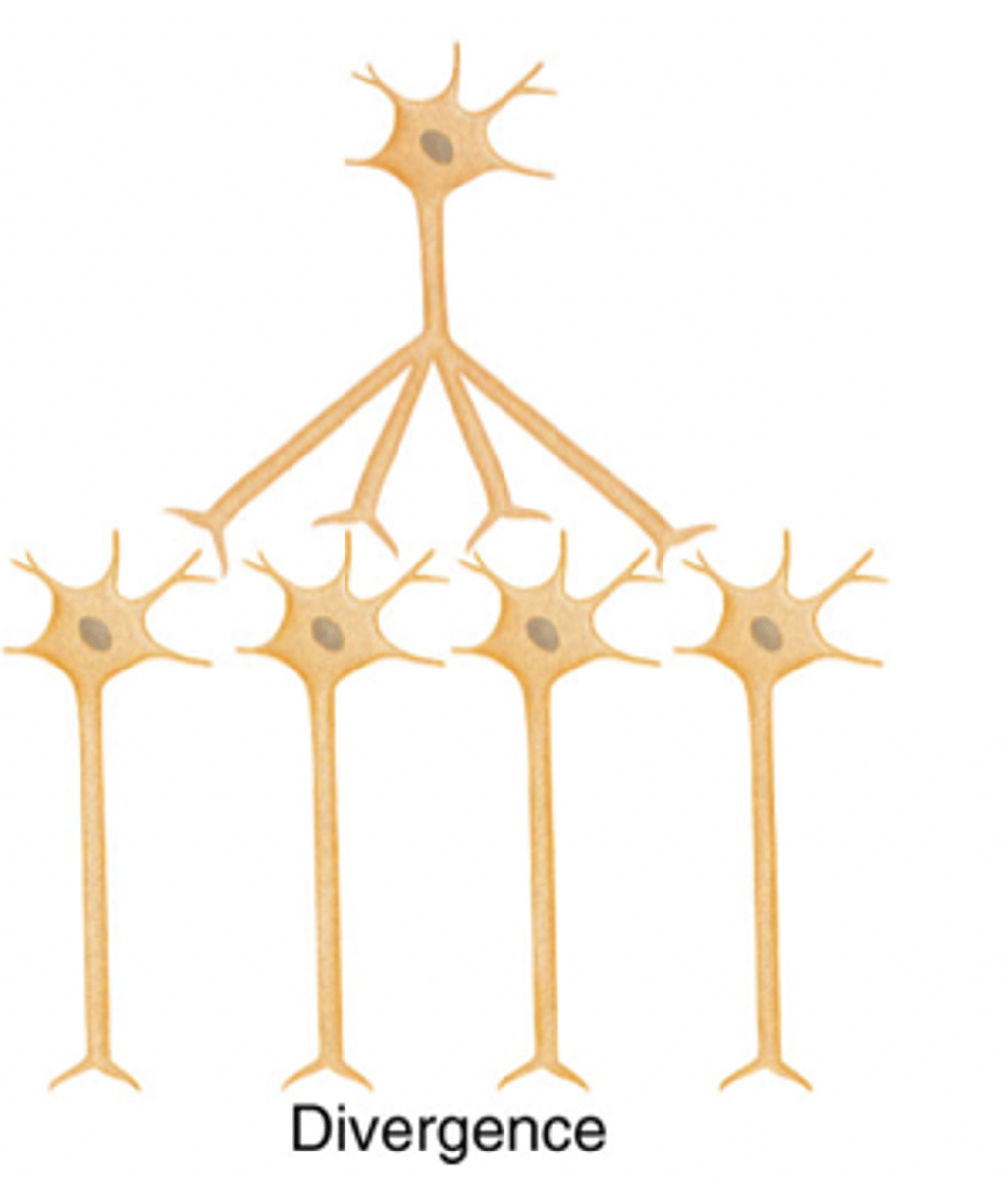 <p>where 1 presynaptic neuron diverges to several postsynaptic neurons</p>