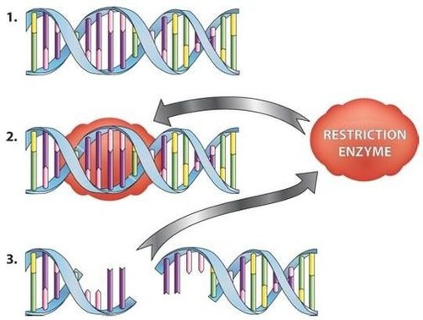 <p>Enzyme that cuts DNA molecules at a specific sequence of bases.</p>