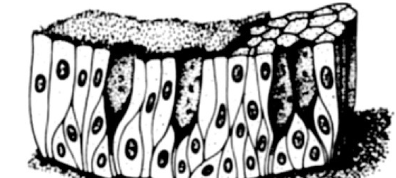 <p>All cells contact basal lamina, not all reach free surface</p>