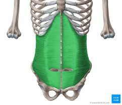 <p>compresses abdomen</p>