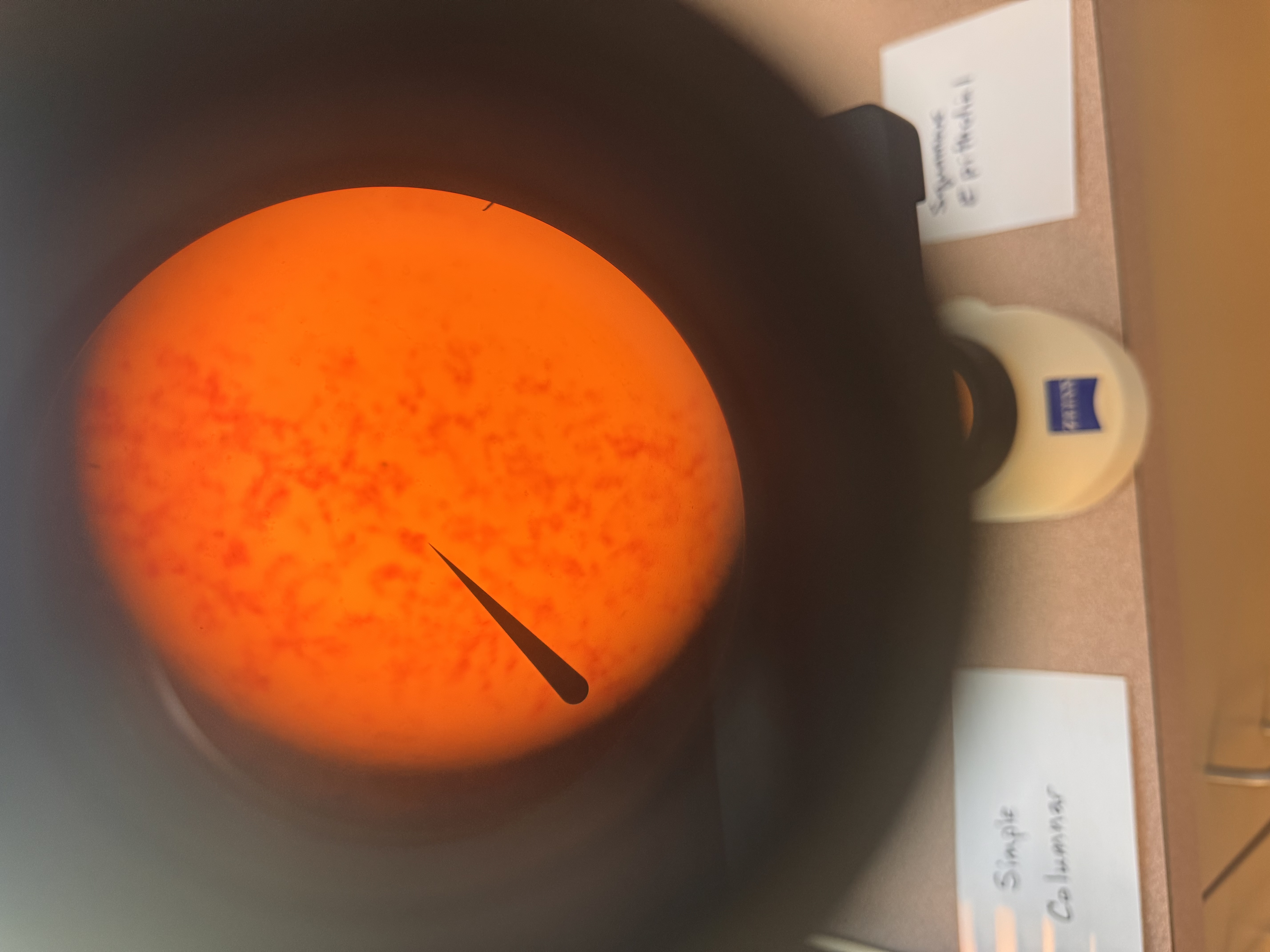 <p>what cell is this </p>