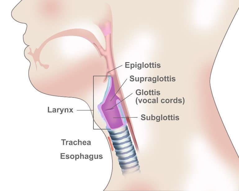 <p>voice box; passageway for air moving from pharynx to trachea; contains vocal cords</p>