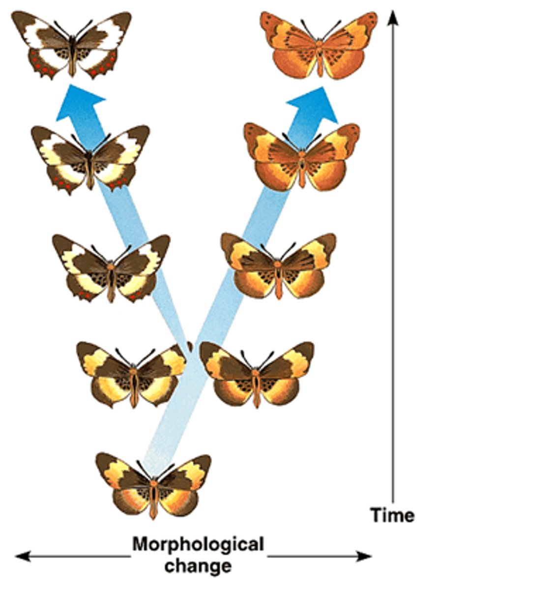 <p>A proposed explanation in evolutionary biology stating that new species arise from the result of slight modifications (mutations and resulting phenotypic changes) over many generations.</p>