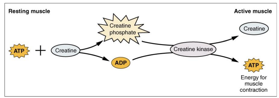 <p>Immediate ATP supply: creatine phosphate can immediately regenerate enough</p><p class="p1"><span style="line-height: normal;"><span>ATP for about 10 seconds of maximum muscle activity</span></span></p>