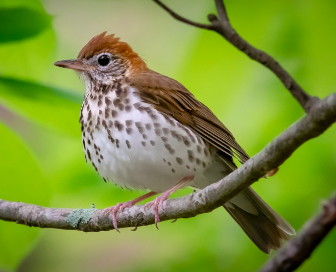 <p>Wood Thrush</p>