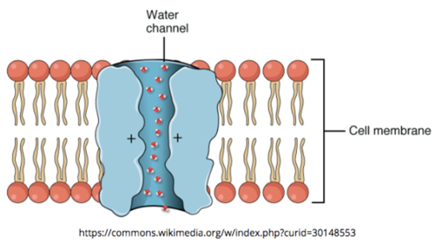 <p>particular type of porin that allows water to flow more rapidly than is possible through simple diffusion alone</p>