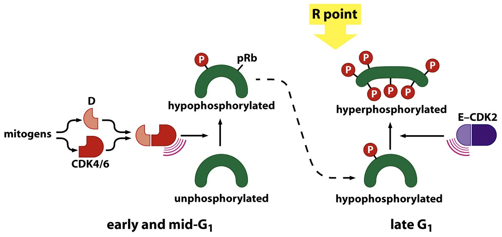 <p>When hyper-phosphorylated, Rb is inactivated</p><ul><li><p>at R point</p></li><li><p>multiple sites of phosphorylation</p></li></ul><p></p>