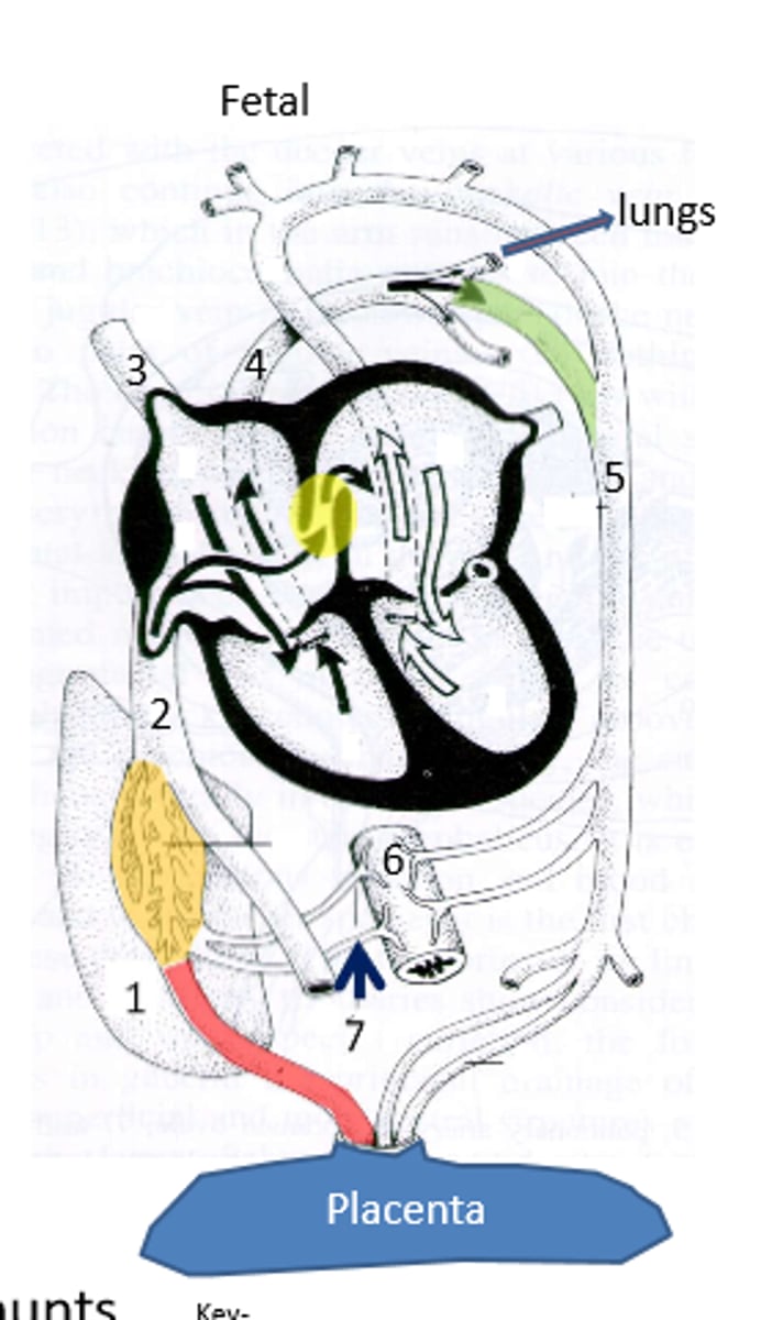 <p>Ductus arteriosus; shunts blood from the pulmonary trunk to the aorta, bypassing lungs- enter the aorta distal to the brachiocephalic trunk thereby ensuring no dilution of the O2 rich blood headed for the head</p>
