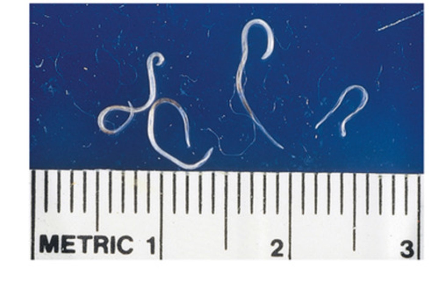 <p>Nematode of the dog and cat eye. The eye nematode is..</p>