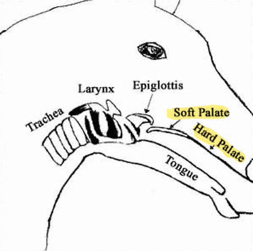 <ul><li><p>The back of the mouth</p><ul><li><p>Caudal portion of the palate</p></li></ul></li><li><p>Composed of soft tissues—<strong>NO BONE</strong></p></li></ul><p></p>