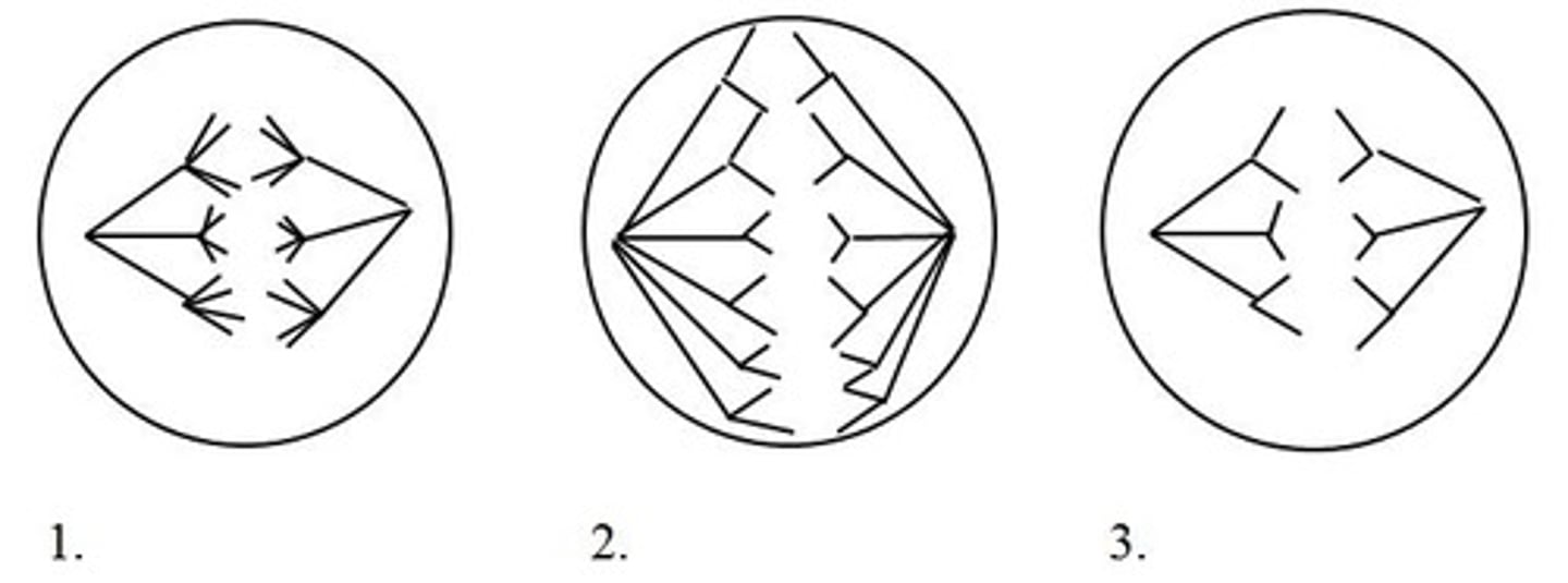 <p>The chromosomes arrive at the spindle poles. The nuclear membrane reforms around each set of chromosomes.</p>