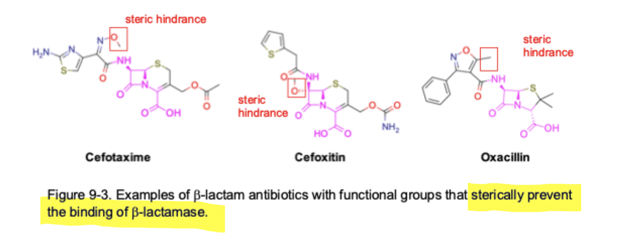 <ul><li><p>Steric hindrance &amp; doesn’t interfere with binding to transpeptidase</p></li></ul><p></p>