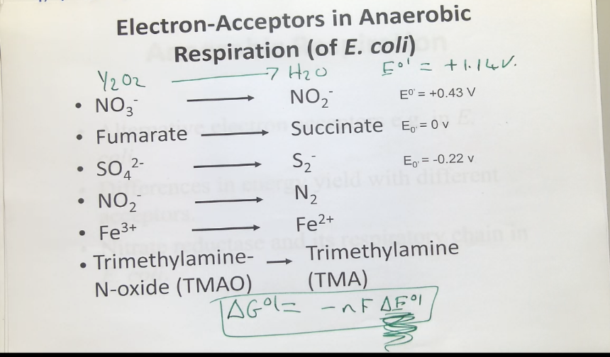 <ul><li><p>alternative electron acceptors </p></li><li><p>differences in energy yield with different acceptors </p></li><li><p>nitrate reductase and its respiratory chain in E.coli</p></li><li><p>using nitrate as the electron acceptor results in the delta E<sup>01</sup> to become shorter (producing less energy) - this becomes even shorter when using fumarate as the electron acceptor</p></li></ul><p></p>