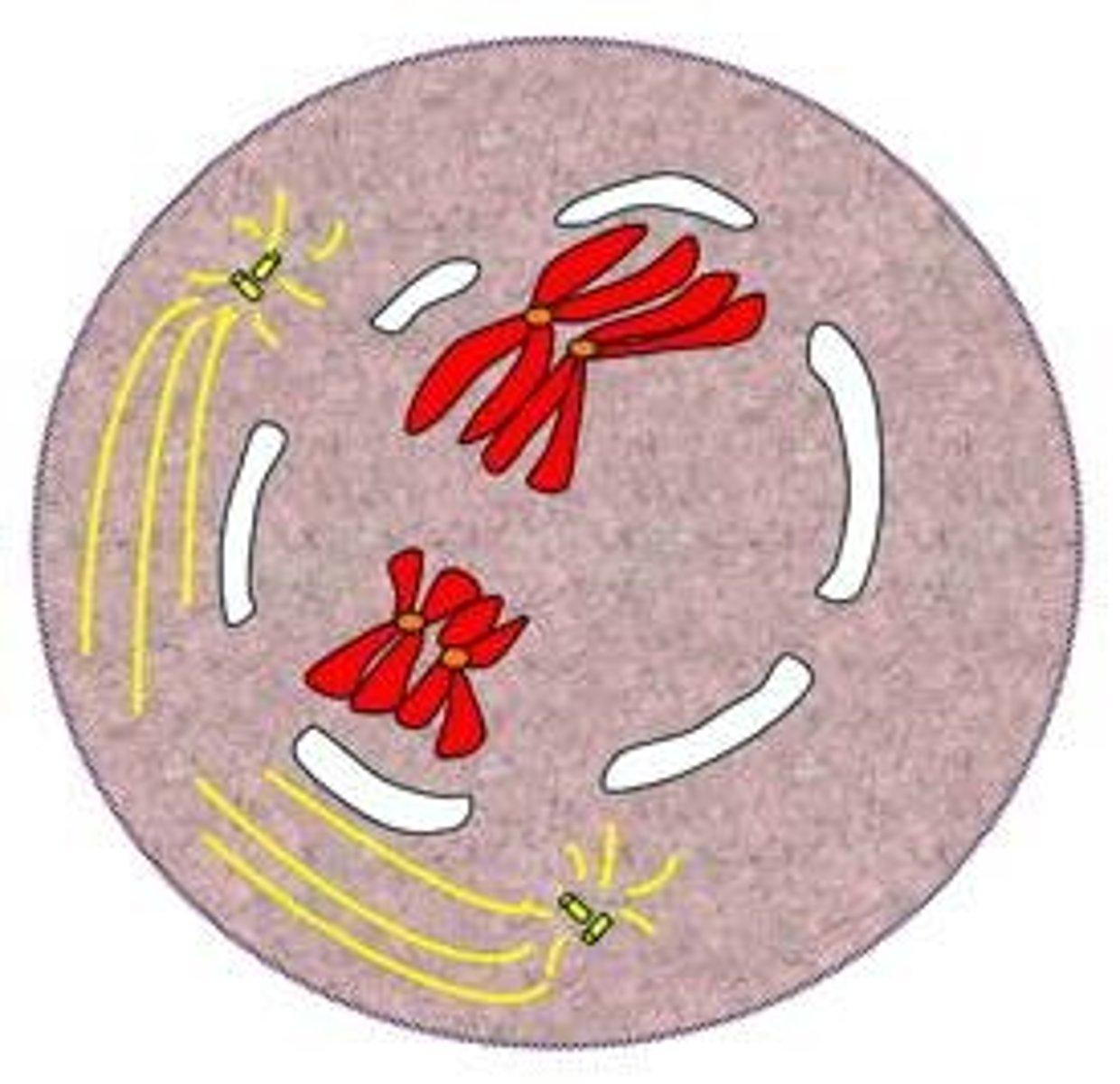 <p>Chromatin forms into chromosomes.<br>Centrioles move to opposite sides and send out<br>spindle fibers.<br>Nuclear membrane (envelope) breaks down.</p>