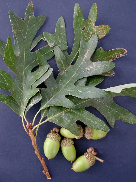 <p>what is the scientific name of White Oak</p>