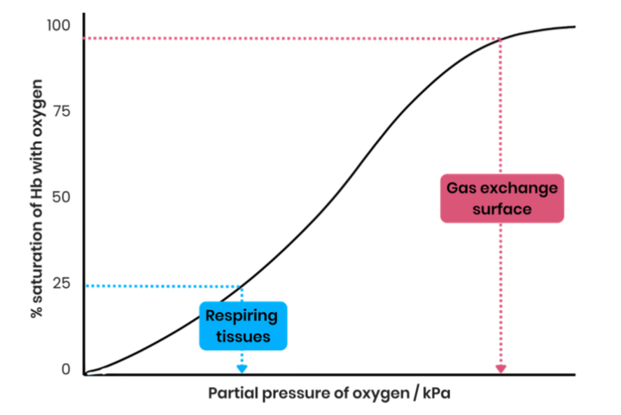 <ul><li><p>binding of first oxygen changes tertiary/ quaternary structure of haemoglobin </p></li><li><p>This uncovers haem group binding sites, making further bindings of oxygen easier </p></li></ul><p></p>
