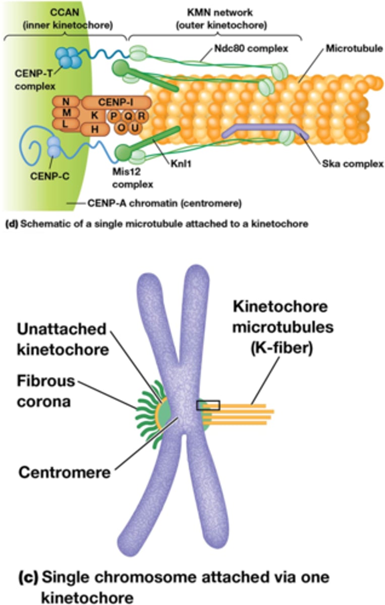 <p>Kinetochoor microtubule: </p><p>-MT binden aan kinetochoor</p><p>- Alle MT die gebonden zijn op een kinetochoor zijn afkomstig vandezelfde pool.</p><p>- De MT die gebonden zijn op de kinetochoor van de andere zusterchromatide zijn afkomstig van de tegengestelde pool</p><p>- Welke kinetochoor verbonden is met welke pool is willekeurig!</p>