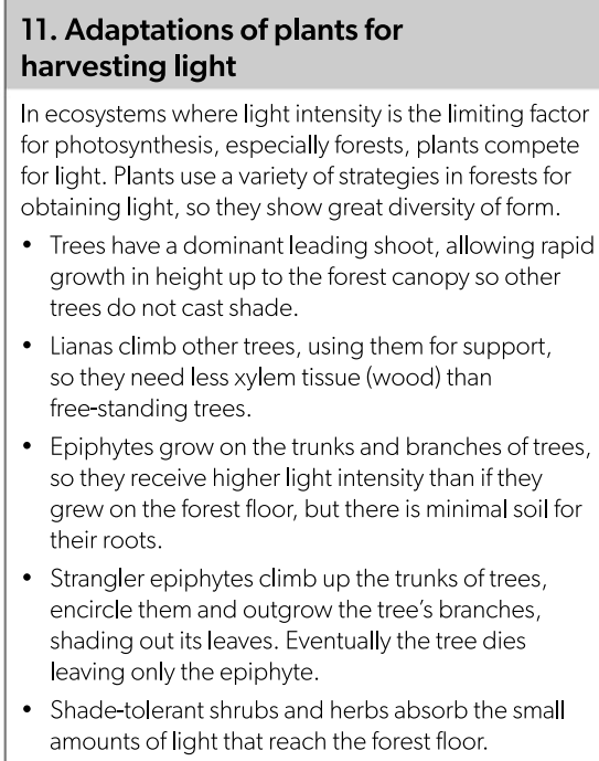 <ul><li><p><strong>Height</strong>:</p><ul><li><p><strong>Tall Growth</strong>: Reaching above other plants to access light (e.g., towering rainforest trees).</p><p></p></li></ul></li><li><p><strong>Lianas</strong>:</p><ul><li><p><strong>Climbing</strong>: Aerial roots climb tall trees to reach sunlight (e.g., lianas in rainforests).</p><p></p></li></ul></li><li><p><strong>Epiphytes</strong>:</p><ul><li><p><strong>Non-Ground Growth</strong>: Growing on other plants to access light (e.g., orchids, bromeliads)</p><p></p></li></ul></li><li><p><strong>Shade-Tolerance</strong>:</p><ul><li><p><strong>Large Leaf Surface Area</strong>: To capture more light in low-light environments (e.g., understory plants).</p><p></p></li></ul></li><li><p><strong>Leaf Modifications</strong>:</p><ul><li><p><strong>Broad, Thin Leaves</strong>: Increasing surface area to capture light (e.g., many rainforest understory plants).</p></li></ul></li></ul><p></p>