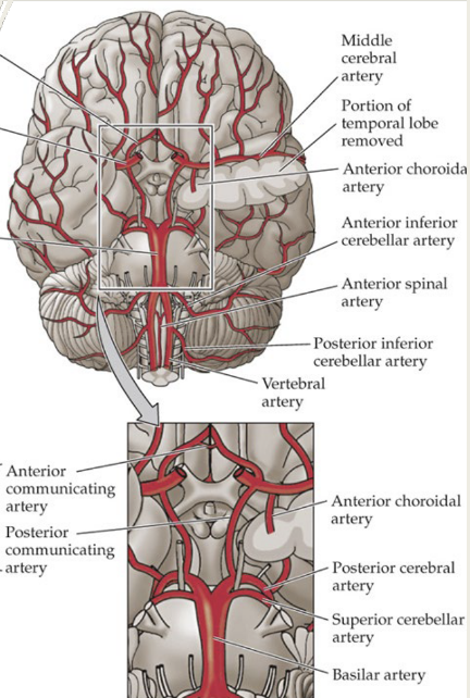 <p>main vessels that serve much of the limbic system: </p>