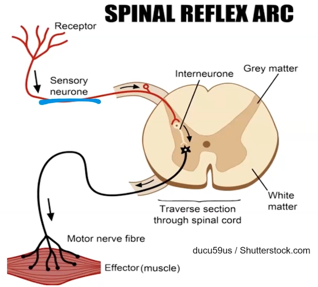 What the Neurons do