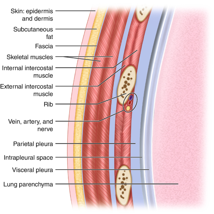 <ul><li><p class=""><strong>Skin</strong></p></li><li><p class=""><strong>Subcutaneous fat</strong></p></li><li><p class=""><strong>Superficial fascia</strong></p></li><li><p class=""><strong>Deep fascia</strong></p></li><li><p class=""><strong>Extrinsic muscles</strong></p></li><li><p class=""><strong>Intrinsic muscles</strong></p></li><li><p class=""><strong>Endothoracic fascia</strong></p></li><li><p class=""><strong>Parietal pleura</strong></p></li><li><p class=""><strong>Visceral pleura</strong></p></li><li><p class=""><strong>Lung</strong></p></li></ul><p></p>