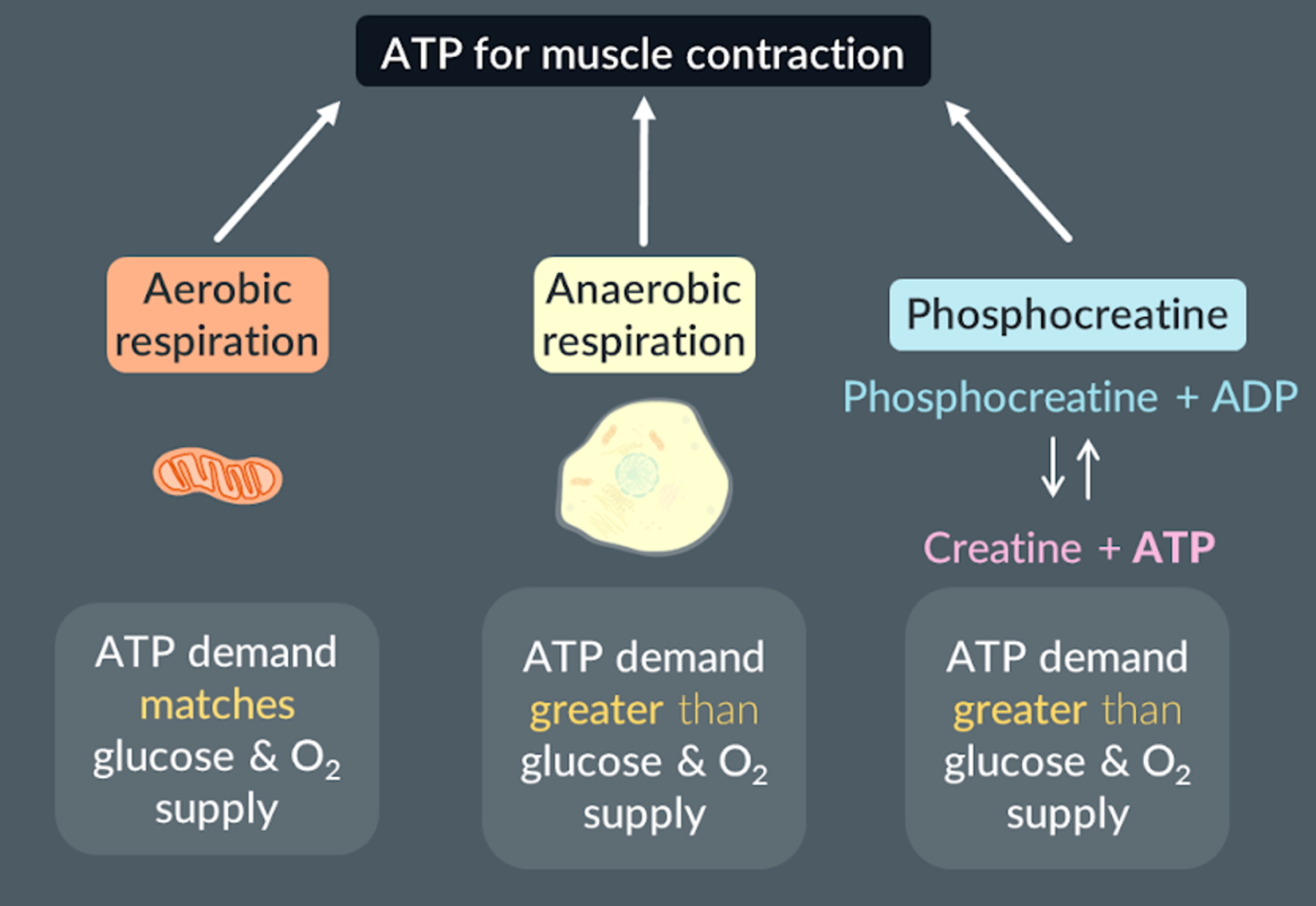 <ul><li><p>Aerobic respiration: when the ATP demand matches the oxygen and glucose supply</p></li><li><p>Anaerobic respiration: when the ATP demand does not match the oxygen and glucose supply</p></li><li><p>Phosphocreatine + ADP → Creatine + ATP: when the ATP demand does not match the oxygen and glucose supply</p></li></ul><p></p>