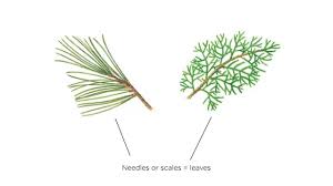 <p>needle like </p>