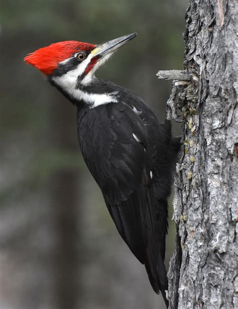 **Pointed red crest, black body**, forked tail. Males and females similar.
