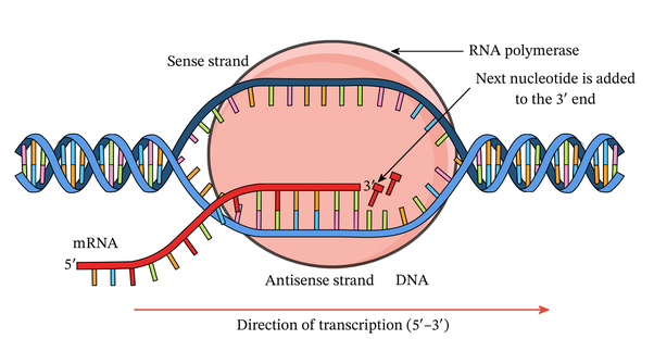 <p>1) Initiation- RNA polymerase binds to DNA at start of a gene. Then separates two strands by breaking hydrogen bonds to expose bases. </p><p>2) Elongation- RNA polymerase builds molecule of RNA on one of the DNA strands (anti sense strand) other strand not used (sense strand), moves along the DNA adding free RNA nucleotides to growing MRNA </p><p>3) Termination- Terminator sequence in DNA is reached and the mRNA is released detaches from the DNA strand and the two strands attach again</p><p>Remember uracil with air with adenine not thymine</p>