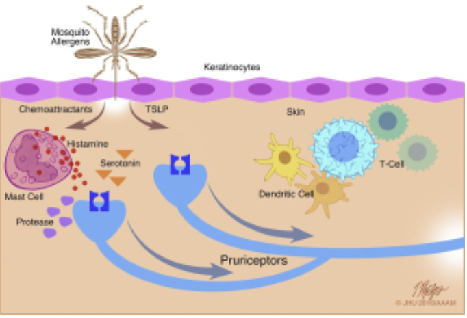<ul><li><p><strong>acute itch: </strong>stimulated by <mark data-color="yellow" style="background-color: yellow; color: inherit;">histamine release from mast cells and basophils</mark></p></li><li><p><strong>chronic itch</strong>: stimulated by <u>other chemicals and does not respond to antihistamines</u></p></li><li><p>receptors stimulate <strong>Un</strong>myelinated sensory axons to the spinal cord</p></li></ul><p></p>