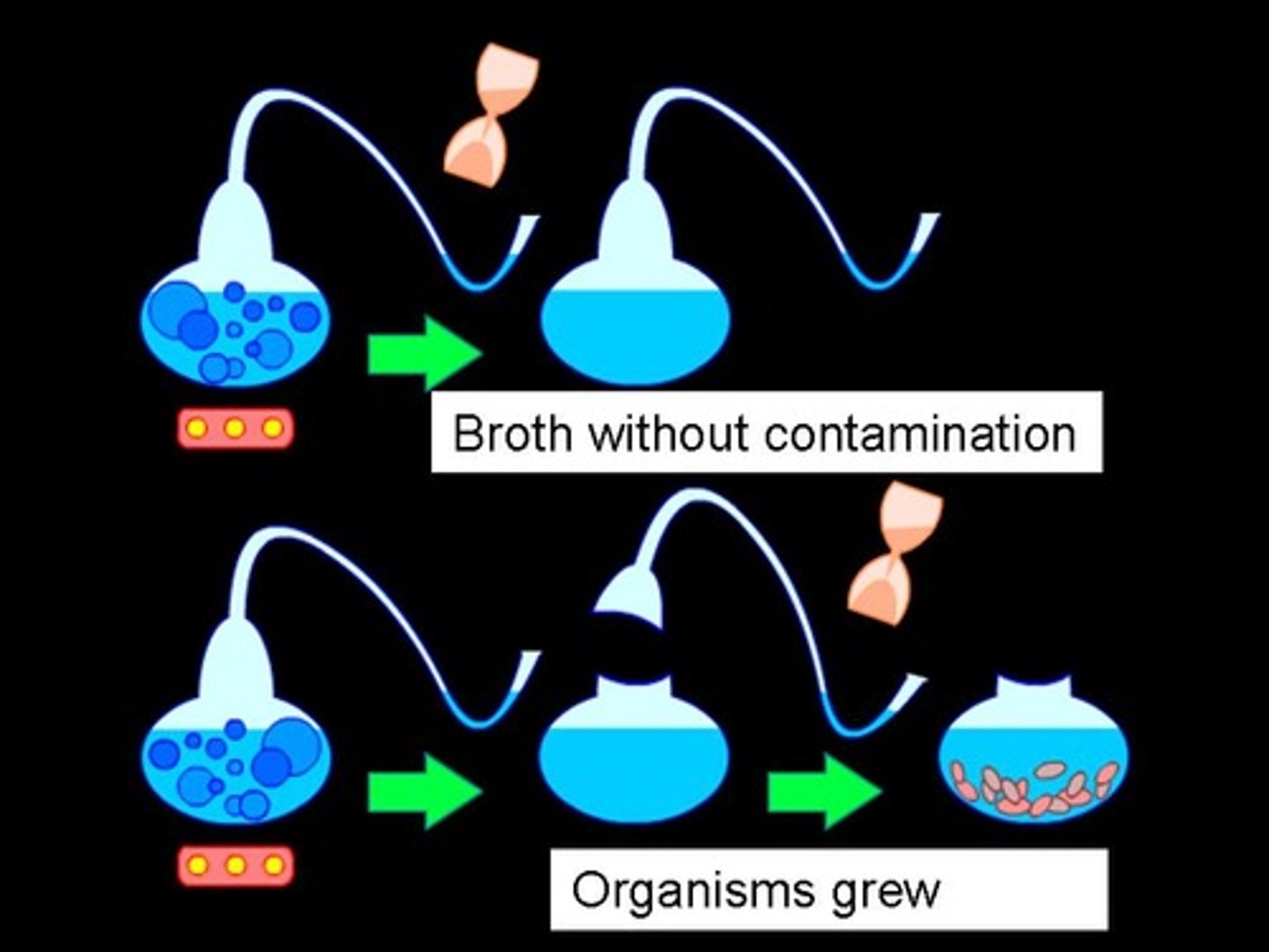 <p>Louis Pasteur designed an experiment to test whether sterile nutrient broth could spontaneously generate microbial life.</p><p>Method:</p><p>•Two experiments were setup</p><p>•In both, Pasteur added nutrient broth to flasks and bent the necks of the flasks into S shapes</p><p>•Each flask was then heated to boil the broth in order than all existing microbes were killed.</p><p>•After the broth had been sterilized, Pasteur broke off the swan necks from the flasks in Experiment 1, exposing the nutrient broth within them to air from above.</p><p>•The flasks in Experiment 2 were left alone.</p><p>Results:</p><p>•The broth in experiment 1 turned cloudy whilst the broth in experiment 2 remained clear.</p><p>•This indicates that microbe growth only occurred in experiment 1.</p><p>Conclusion: Pasteur rejected the hypothesis of spontaneous generation as for growth of microbes to occur a source of contamination was needed.</p>