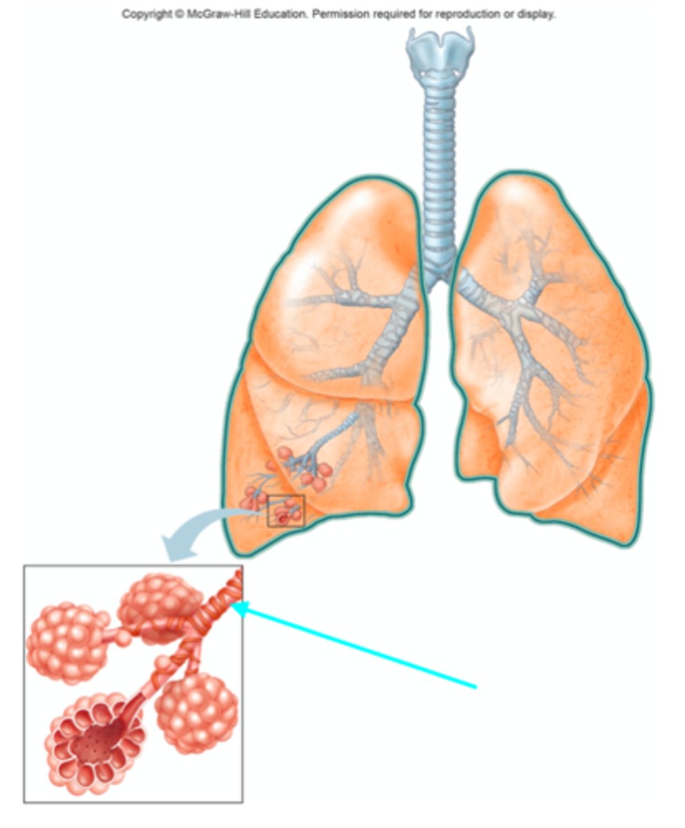 <p>Which structure of the lung diagram is the blue arrow pointing at?</p>