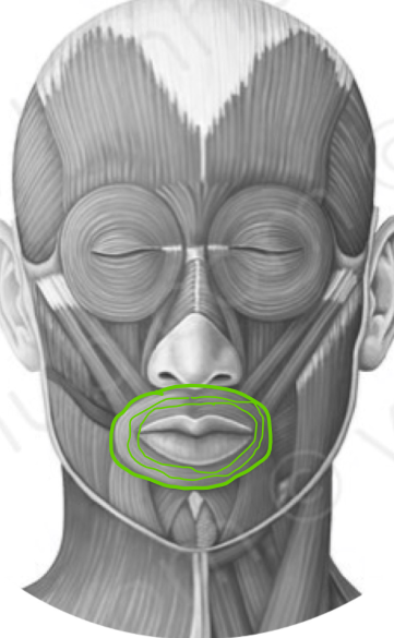 protrudes and puckers the lips