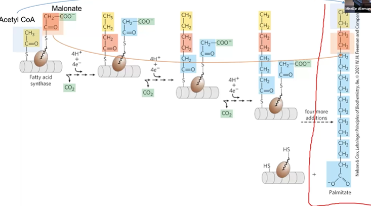 <p>*MASRD = malonyl, activation by ACoA, condensation by KS, reduction by KR, dehydration by DH, </p><p>(malonyl formation and activation) 1. Condensation 2. Reduction 3. Dehydration 4. Reduction 5. Translocation 6. Extension</p><p>1) 7ACoA + 7CO2 + 7ATP &gt; 7MCoA + 7ADP + 7Pi</p><p>2) ACoA + 7MCoA + 14NADPH + 14H+ &gt; Palmitate + 7CO2 + 8CoA + 14NADP+ + 6H2O</p><p>7ATP + 14NADPH + 14H+ &gt; Palmitate + 7ADP + 7Pi + 14NADP+ + 6H2O</p>