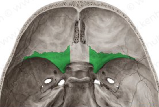 <p>sphenoid; form part of the floor of the anterior cranial fossa and part of the orbit</p>