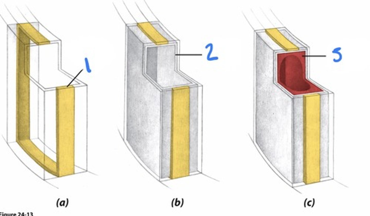 <p>1. casparian strip (suberin)</p><p>2. suberin lamella</p><p>3. layer of cellulose</p>