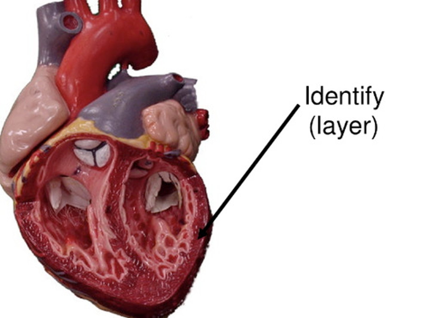 <p>cardiac muscle tissue</p><p>thick middle layer of the heart (layer)</p>