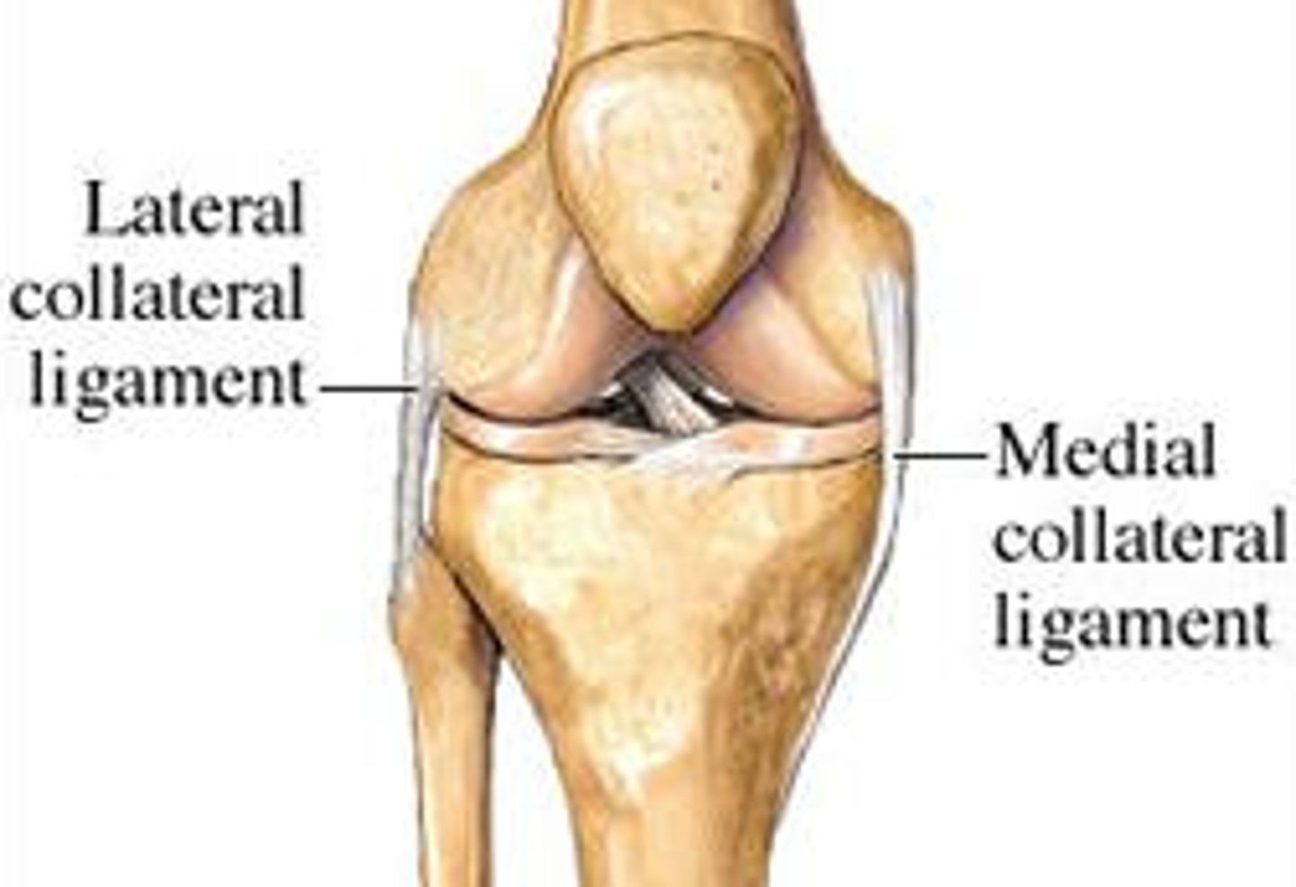 <p>stabilizing ligaments located outside joint capsule (ie LCL, MCL)</p>
